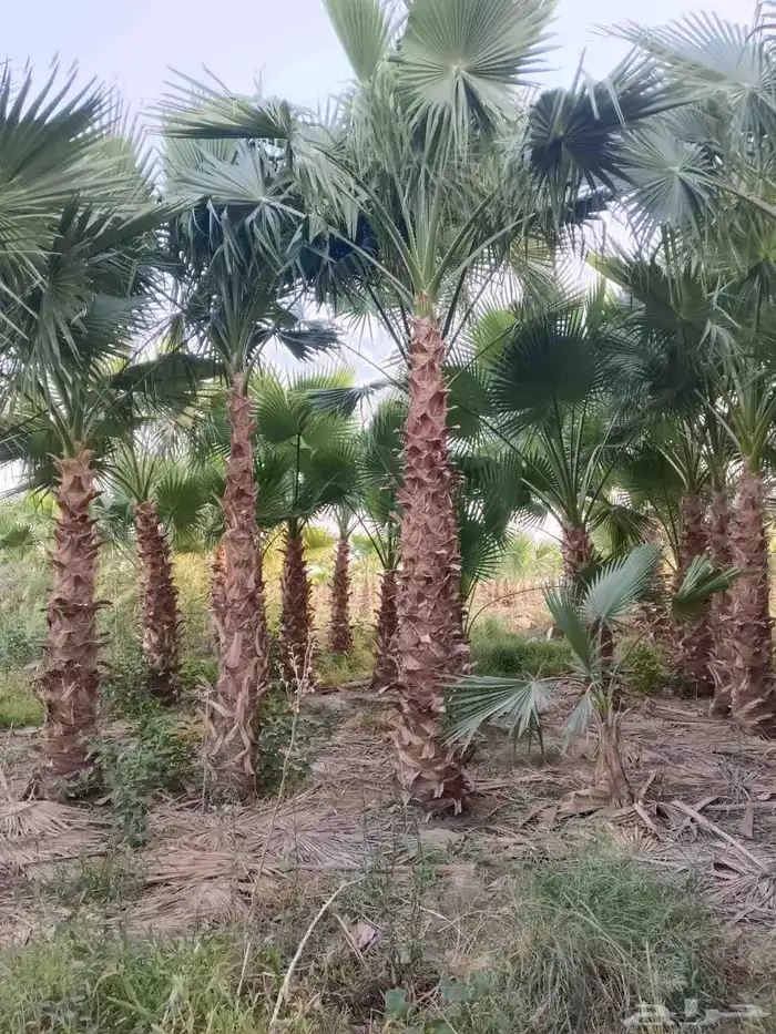 نخل واشنطن زينه للبيع بجميع مقاساته 5