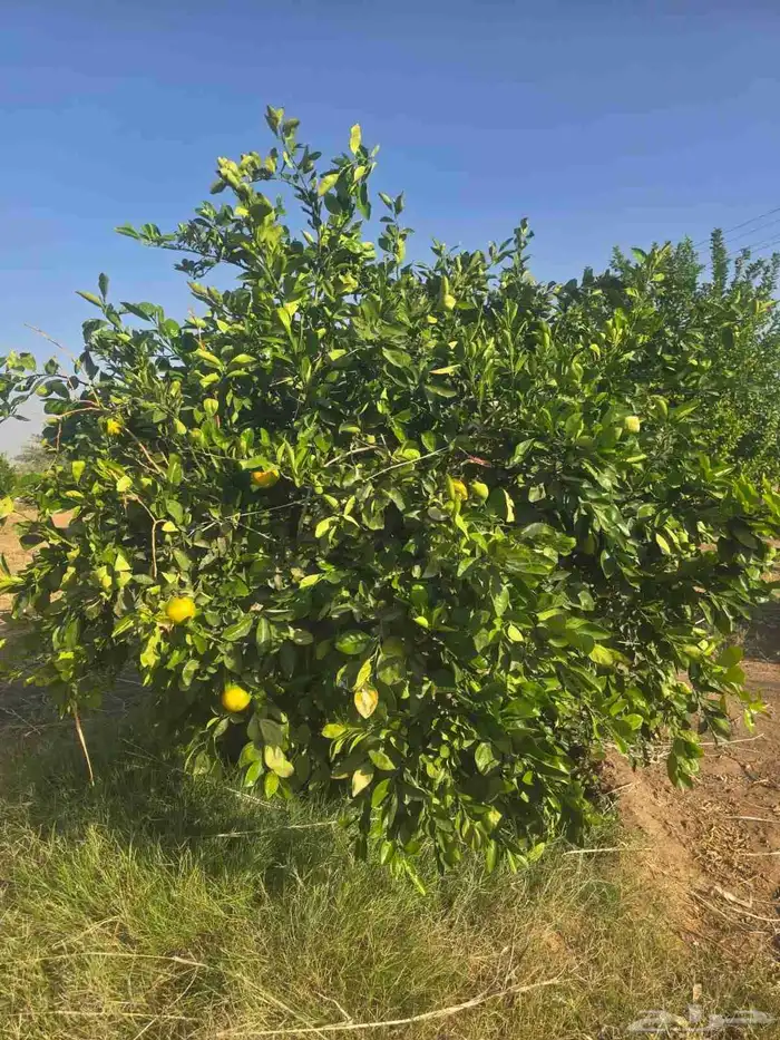 برتقال وتين للبيع وليمون ويوسفي 6