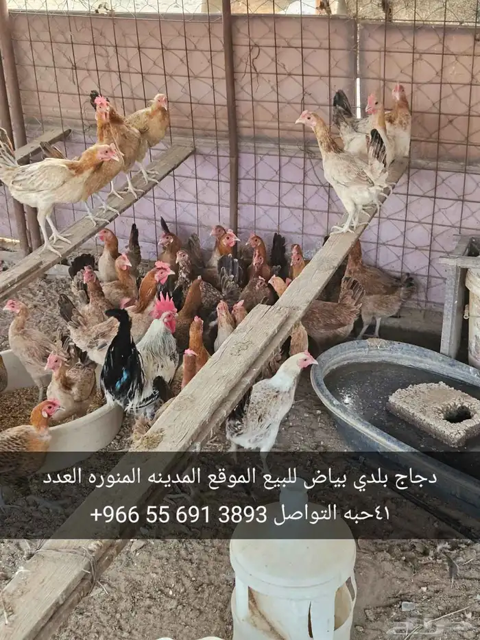 دجاج بلدي للبيع 0