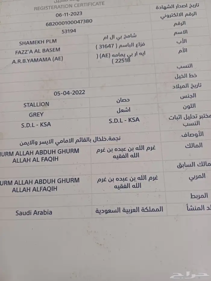 حصان عربي أوراق حفيد ابها قطر جميل جدا منوة القناي 2