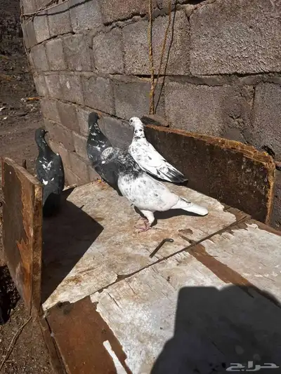 جوزين باكستاني للبيع index