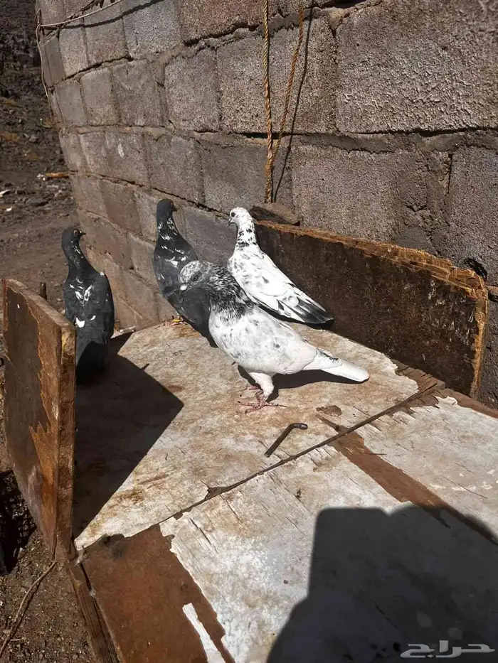 جوزين باكستاني للبيع 2