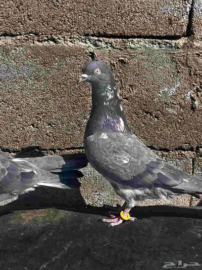 جوزين باكستاني للبيع index