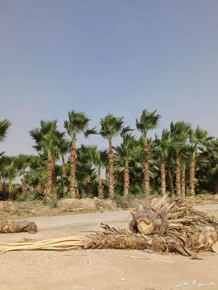نخل واشنطن زينه للبيع بجميع مقاساته 9