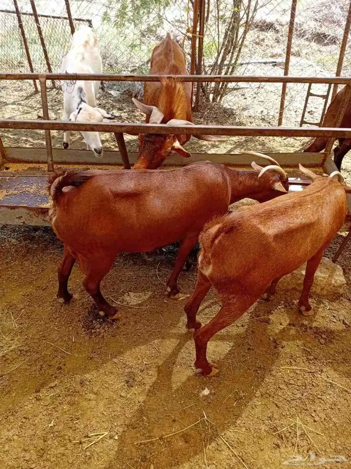 ماعز للبيع 8