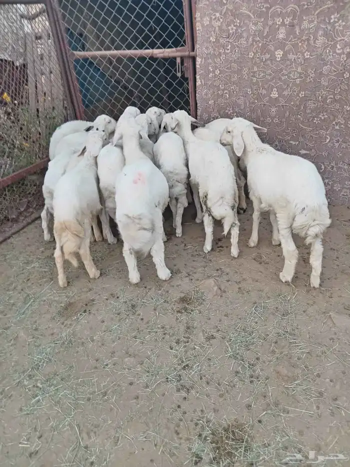 14 خروف مرابي نظيف ومشروط ومحصن جاهز 4