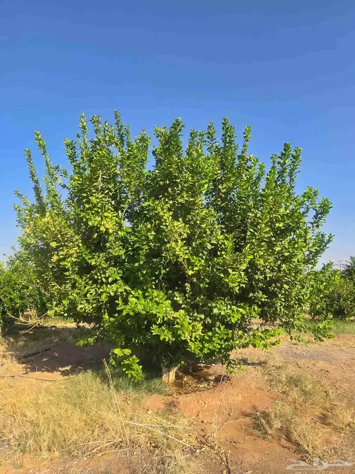 برتقال وتين للبيع وليمون ويوسفي 3