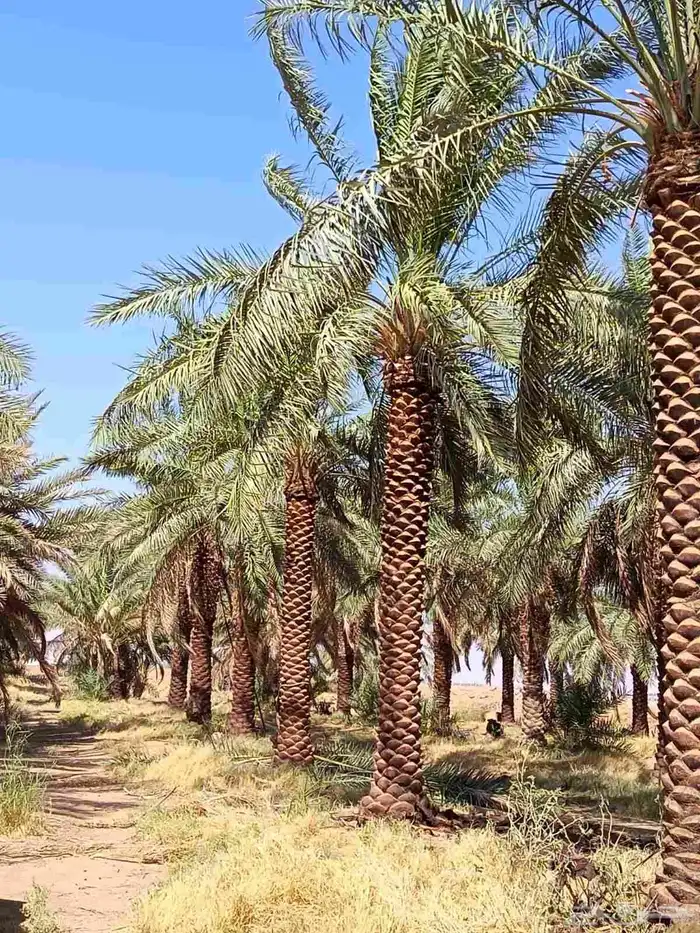 يتوفر لدنيا نخيل من 3متر لا 5متر 0