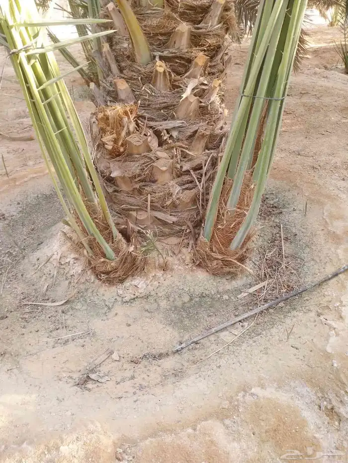 نخل للبيع خلاص صقعي برحي سكري شيشي واشنطني وفسايل وفروخ 3