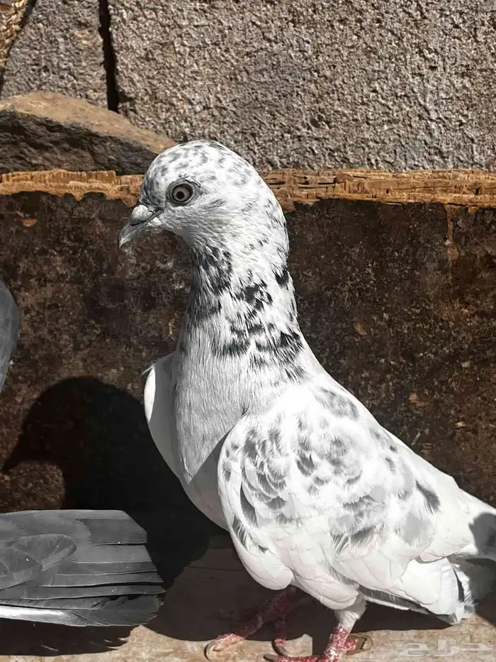 جوزين باكستاني للبيع 7