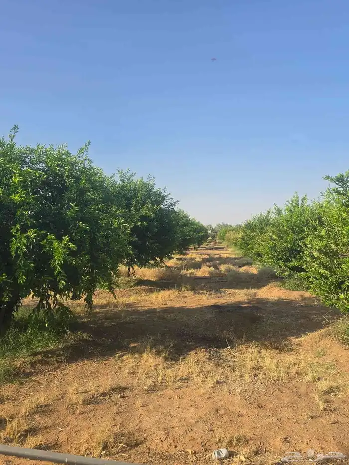 برتقال وتين للبيع وليمون ويوسفي 7