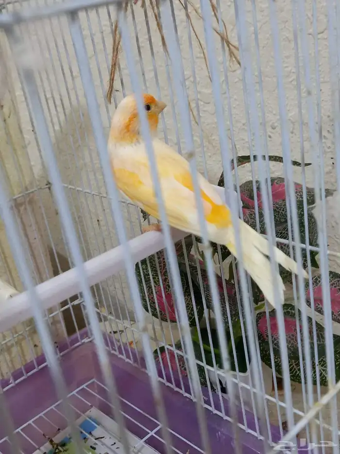 ذكر كناري سوري 1