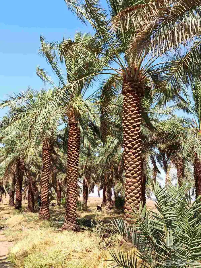 يتوفر لدنيا نخيل من 3متر لا 5متر 4