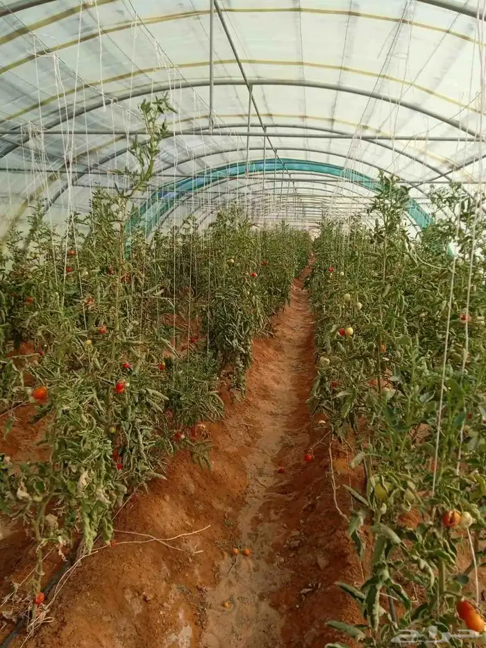 بيوت محميه 3