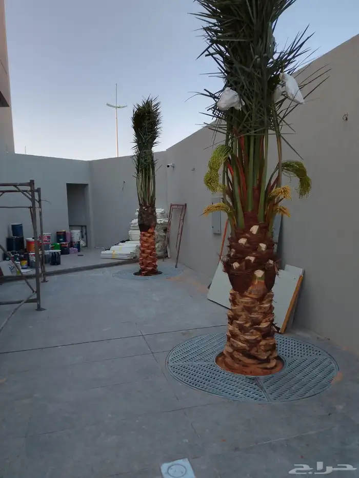 ابوياسين لبيع جميع انواع النخيل البلدي والواشنطن 5