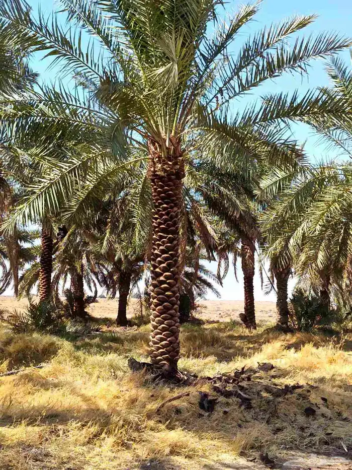 يتوفر لدنيا نخيل من 3متر لا 5متر 6