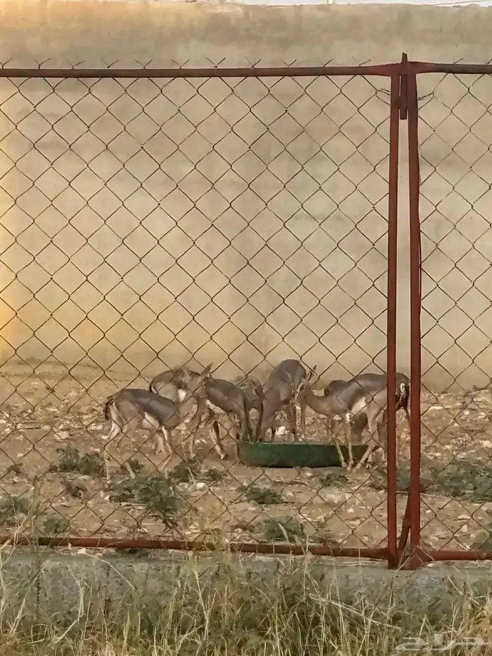 آدمي ذكر وانثى 0