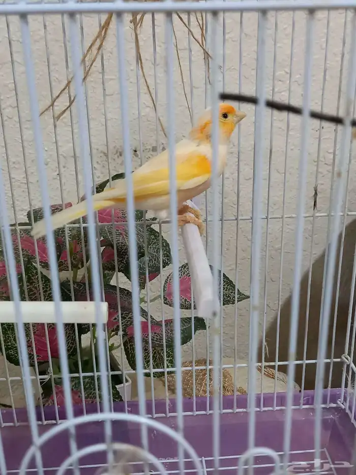 ذكر كناري سوري 4