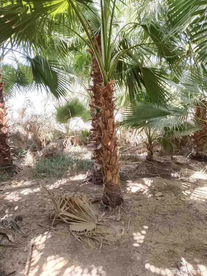 نخل واشنطن زينه للبيع بجميع مقاساته 6