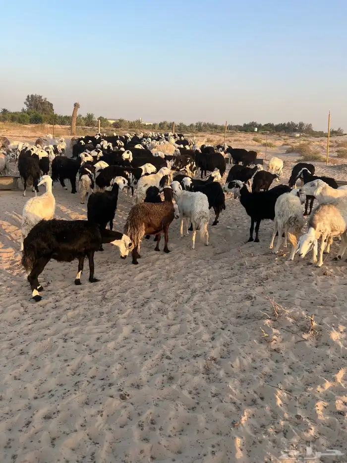 للبيع غنم مراح واحد 1