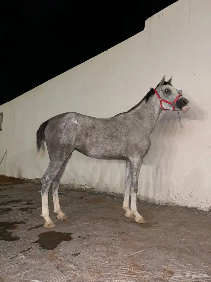 للبيع فرس ومهرتها 5