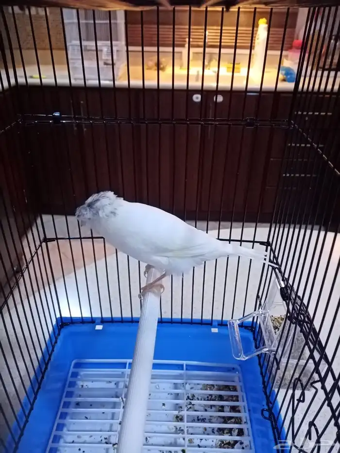 ذكور كناري تغريد 4