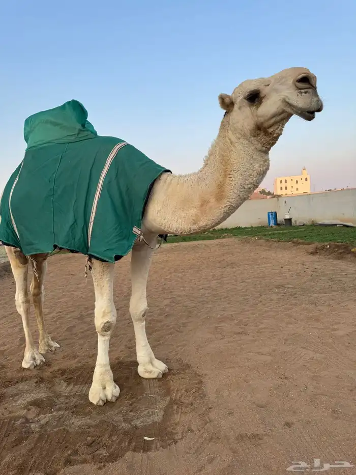 بعير اوضح 2