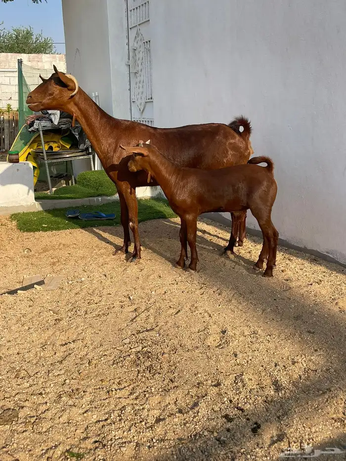 معزا محايلي 0