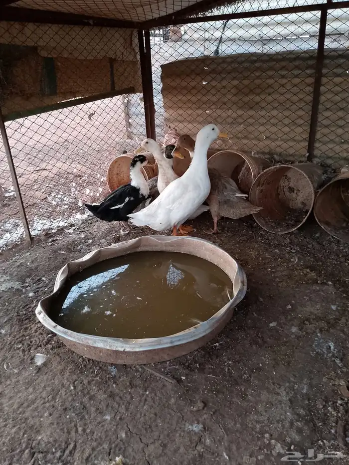 بط للبيع العدد 5 0