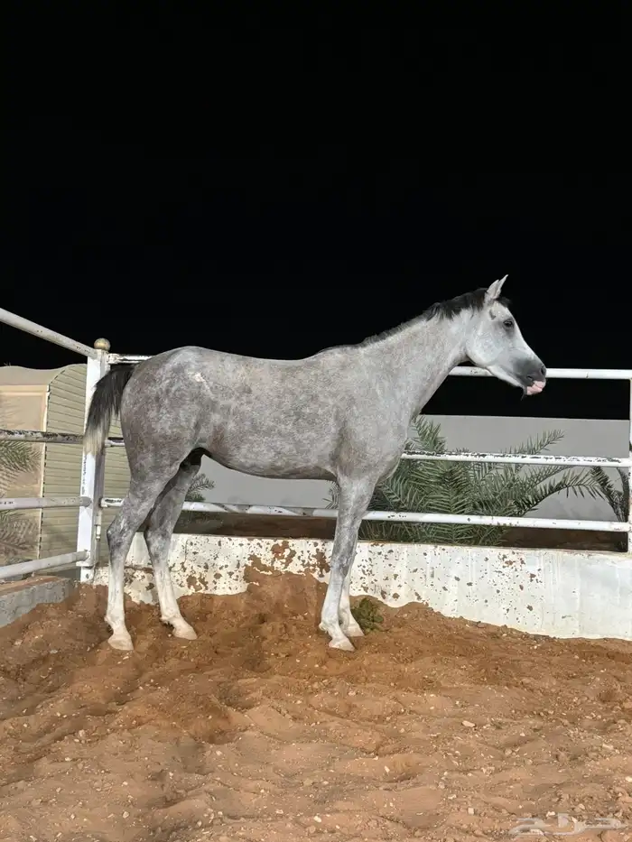 للبيع فرس ومهرتها 2