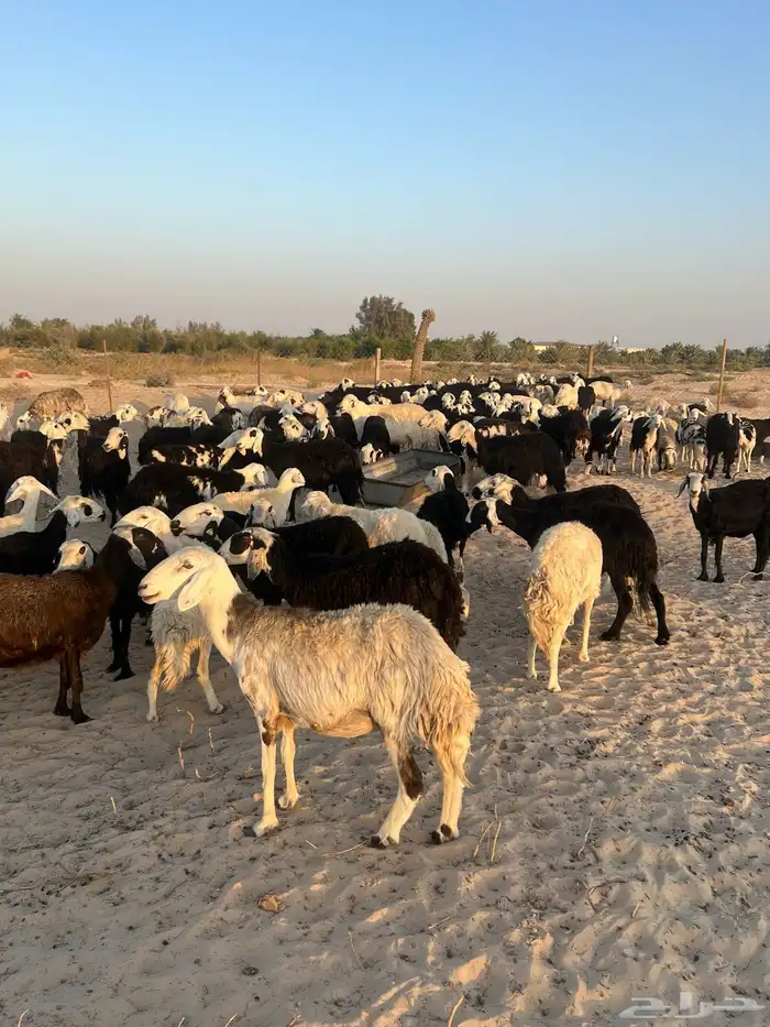 للبيع غنم مراح واحد 2