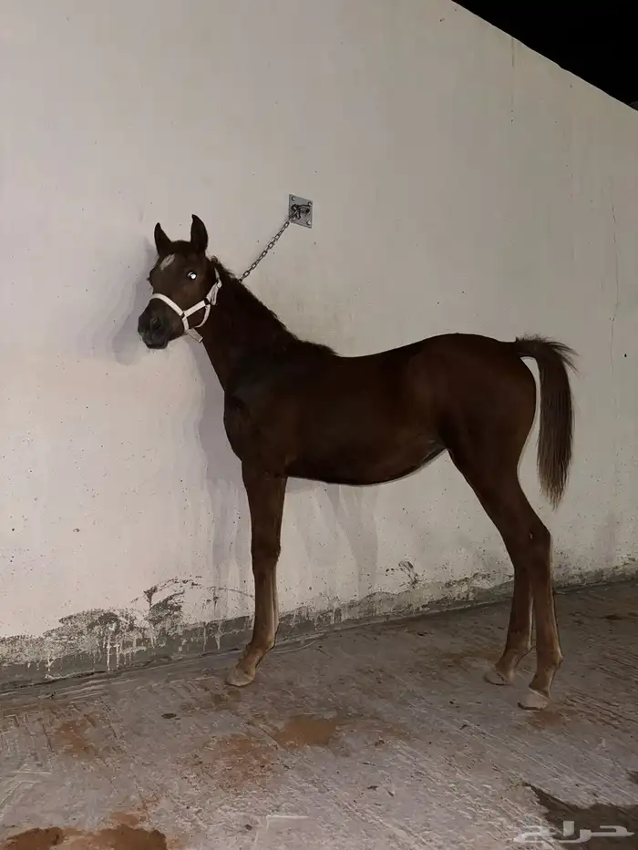 للبيع فرس ومهرتها 4