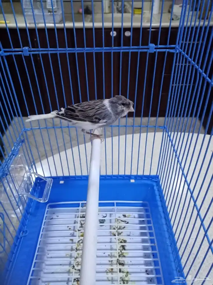 ذكور كناري تغريد 1