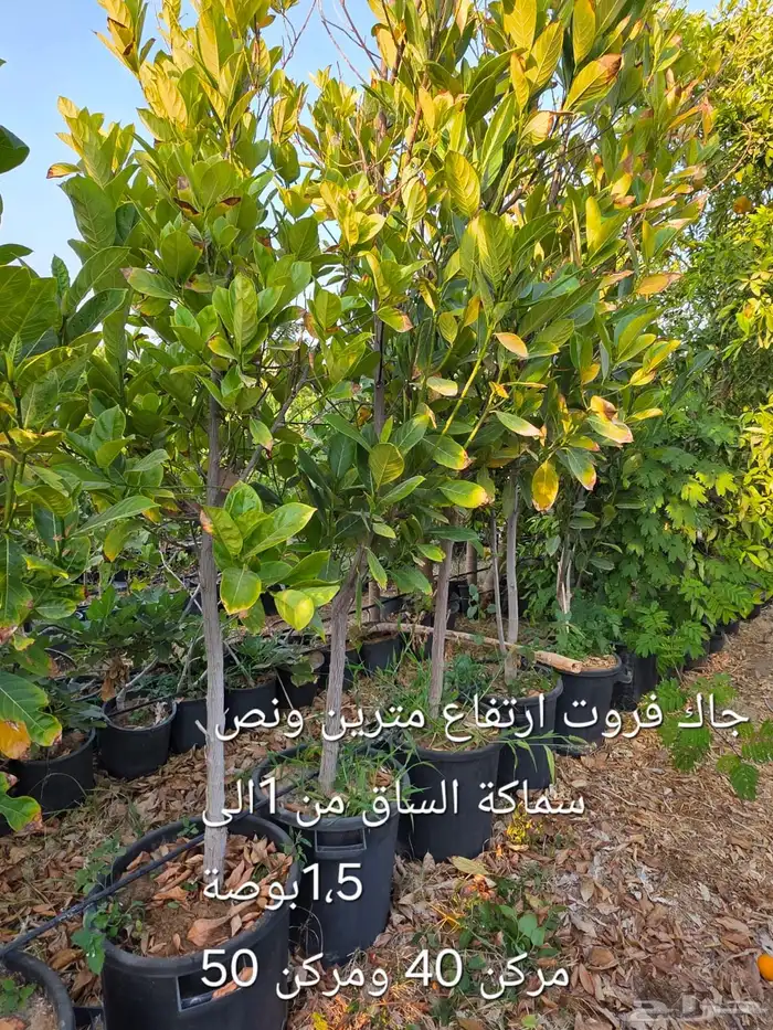 اشجار ( جاك فروت ) يتوفر بعدت مقاسات   نجران جملة 0