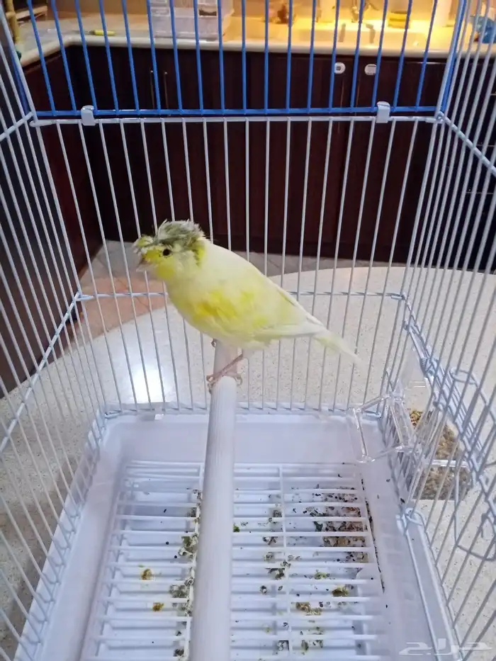 ذكور كناري تغريد 0