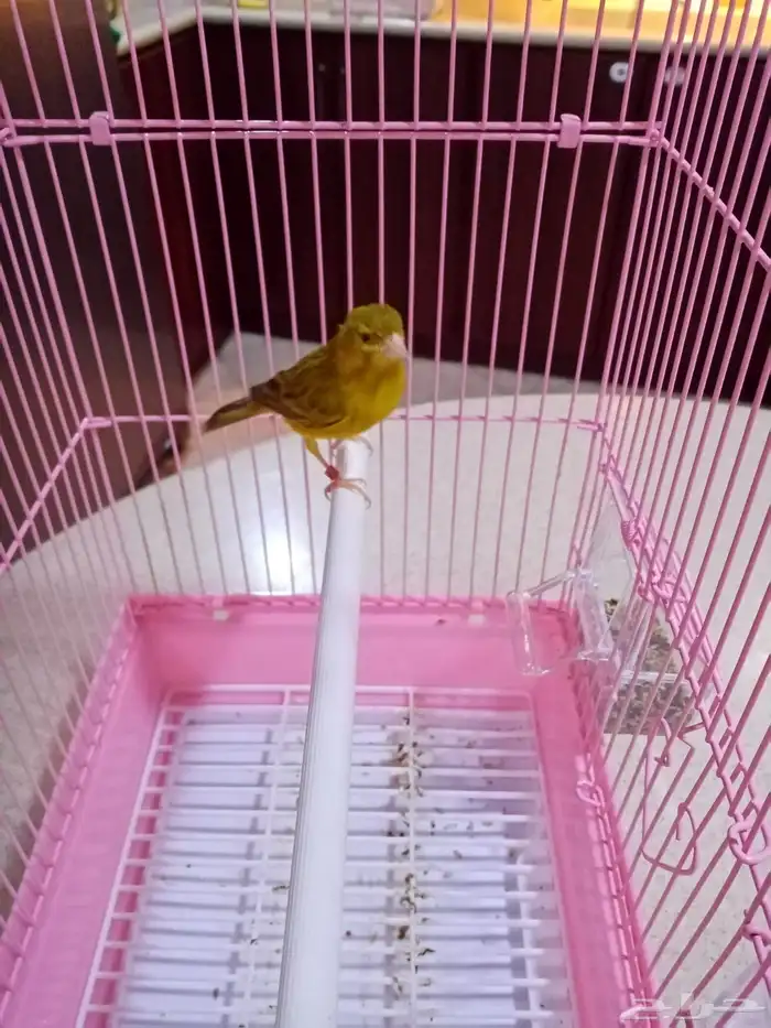 ذكور كناري تغريد 2