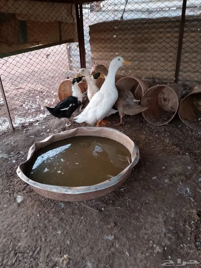 بط للبيع العدد 5 1