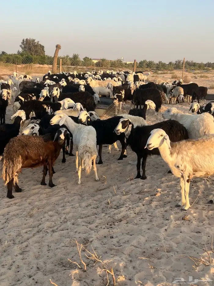 للبيع غنم مراح واحد 0