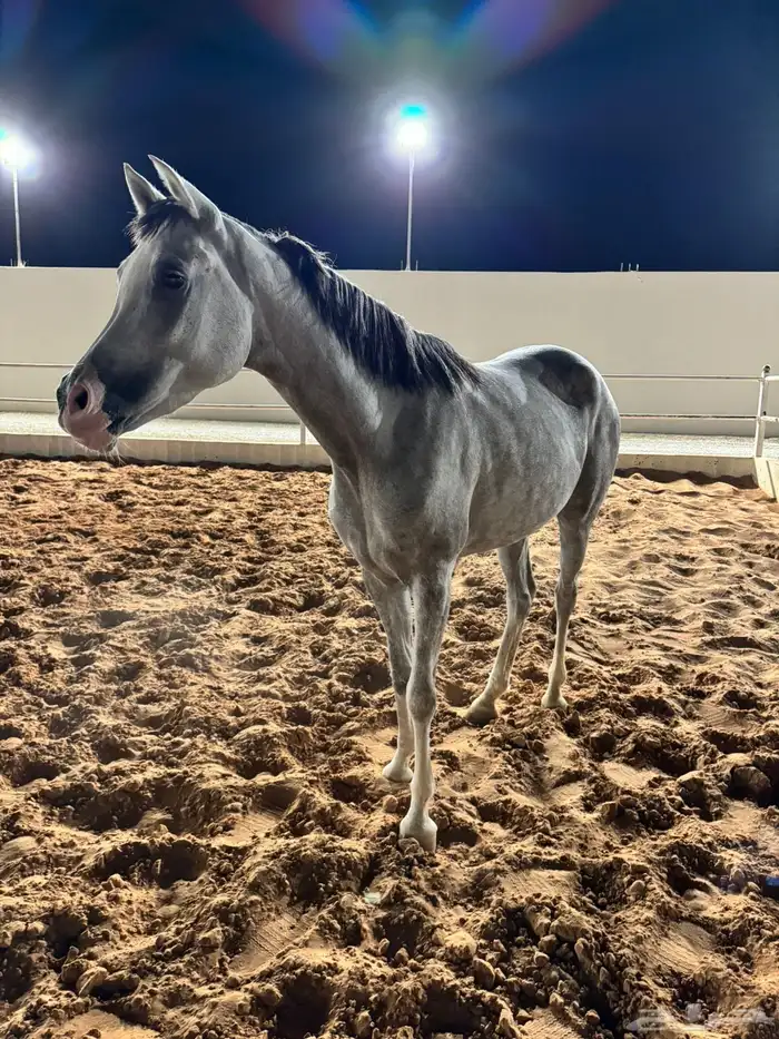 للبيع فرس ومهرتها 3