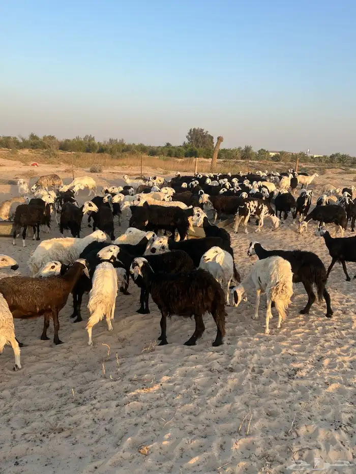 للبيع غنم مراح واحد 3