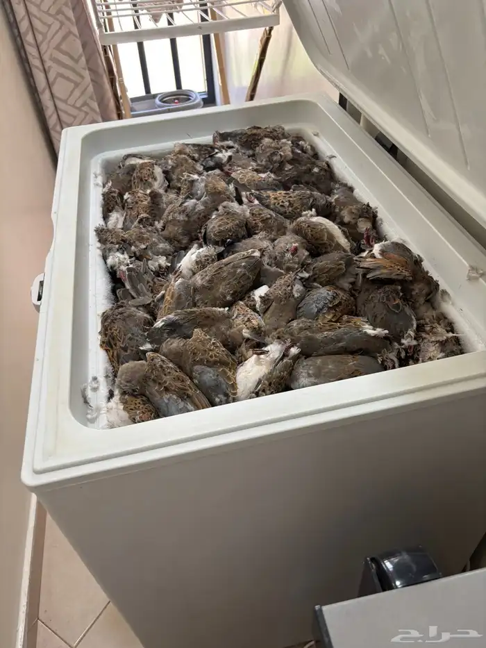 للبيع قميري 0