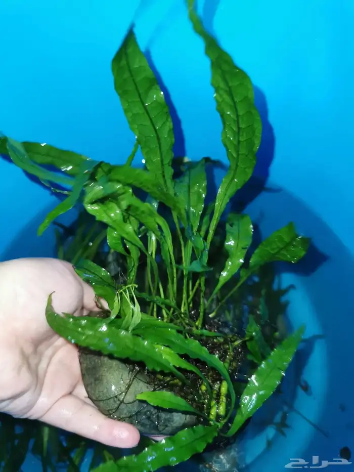 احواض سمك aquarium مزروعة  ونباتات مائية   تصاميم إحترافية 18