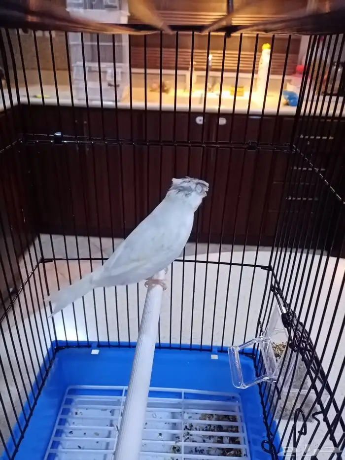 ذكور كناري تغريد 3