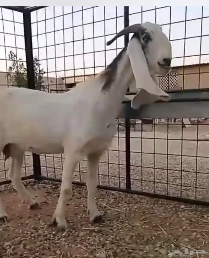 عنز مشروكة حاصب 0