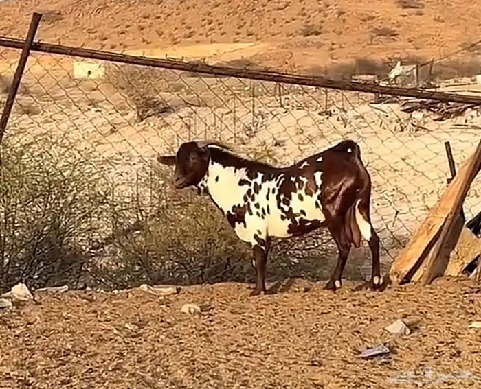 الي يخبر لي تيس امرخ نفس الي فصوره يتواصل معي خاص او وتساب 0