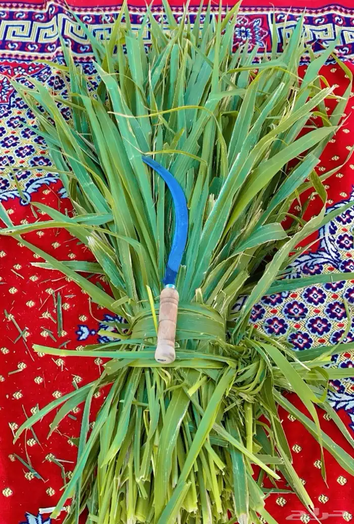 اعلاف علف وشتلات بونيكام 0