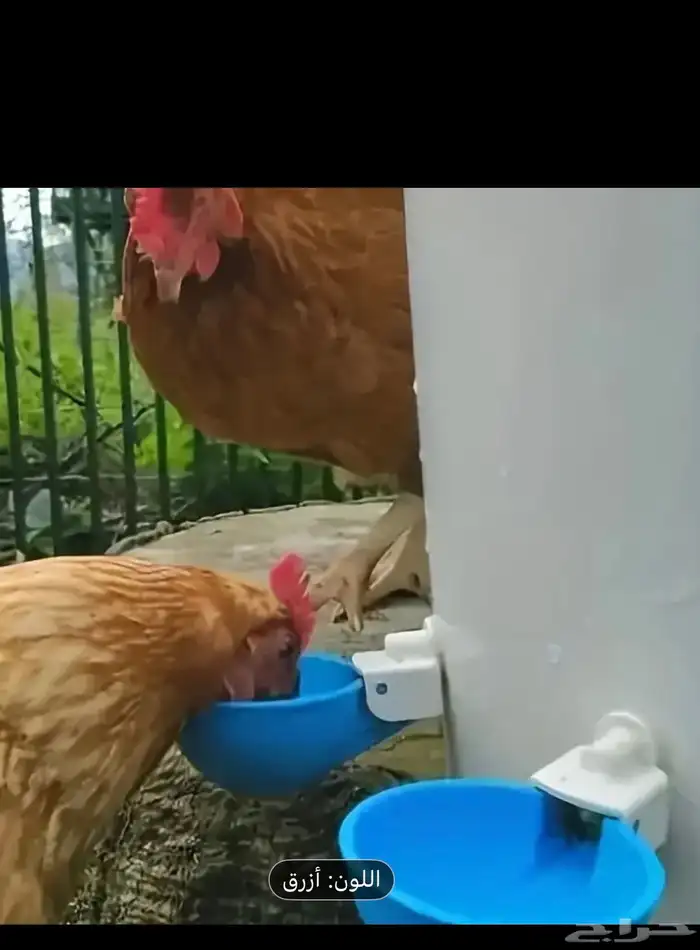 سقيات طيور 1