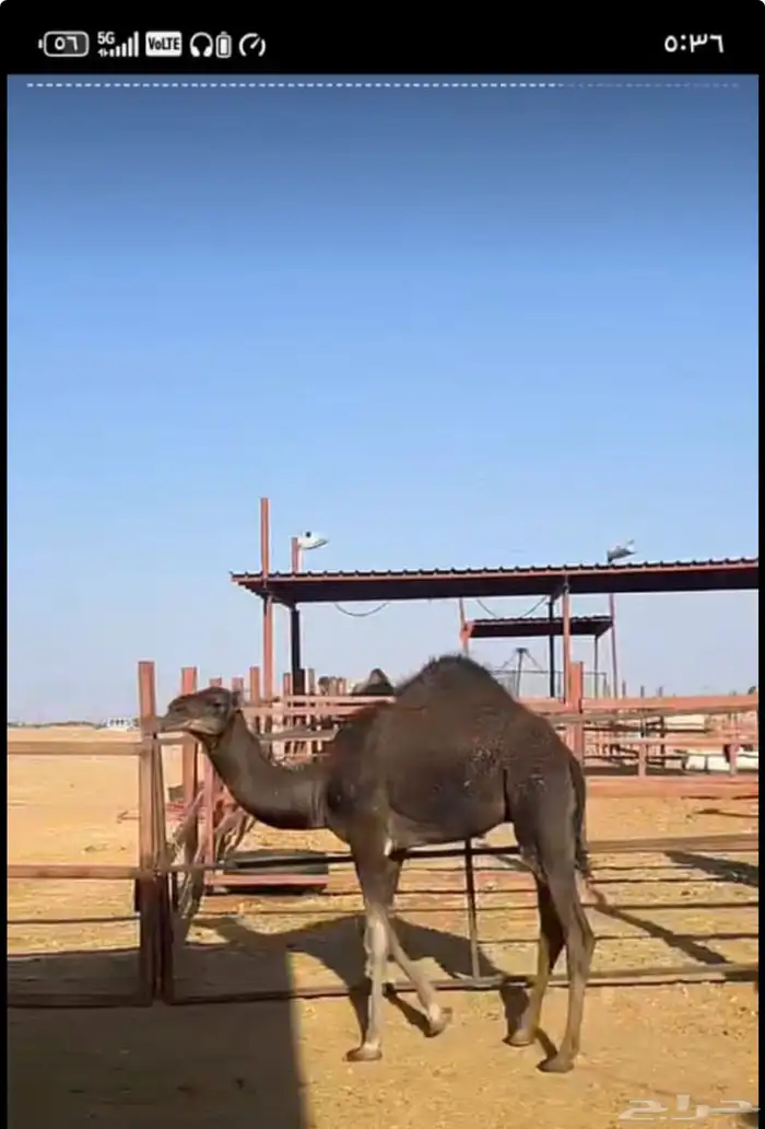 ملحمه حاشي السويرقيه جده حي الفروسيه 19