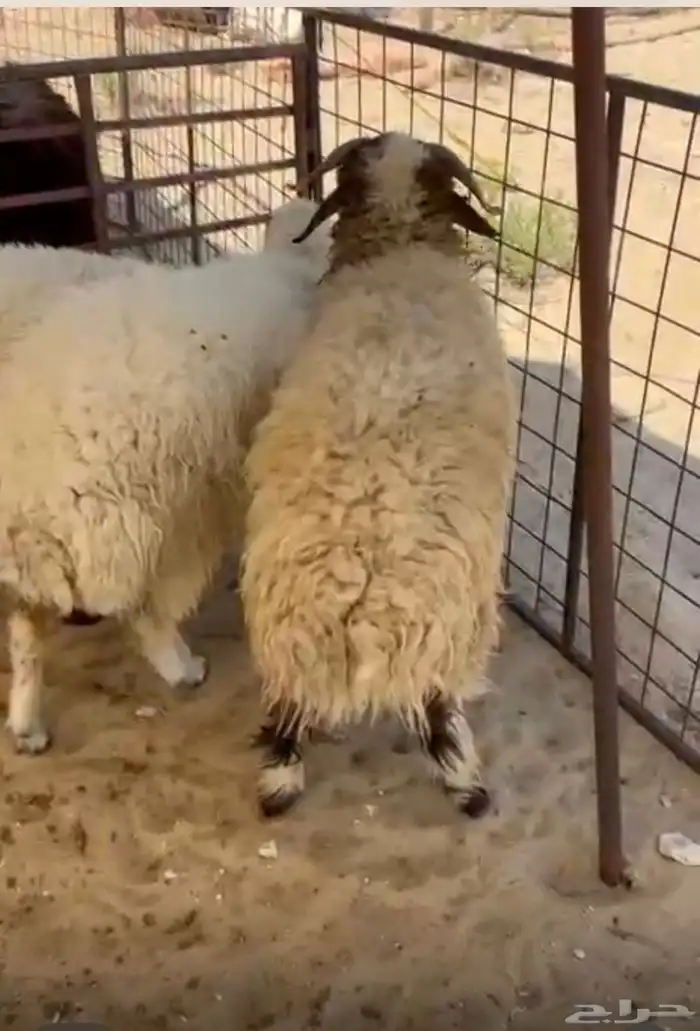 يوجد ذبايح للبيع نعيم وحري يوجد سلخ وتوصيل 0