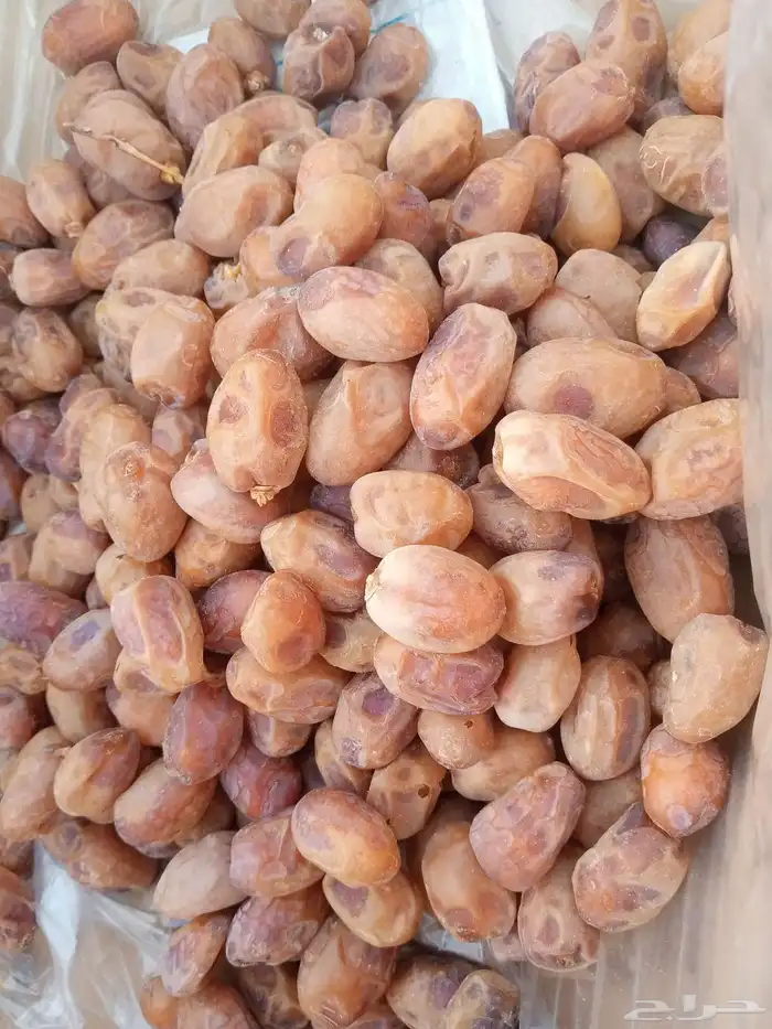 20طن خلاص ساجر 1